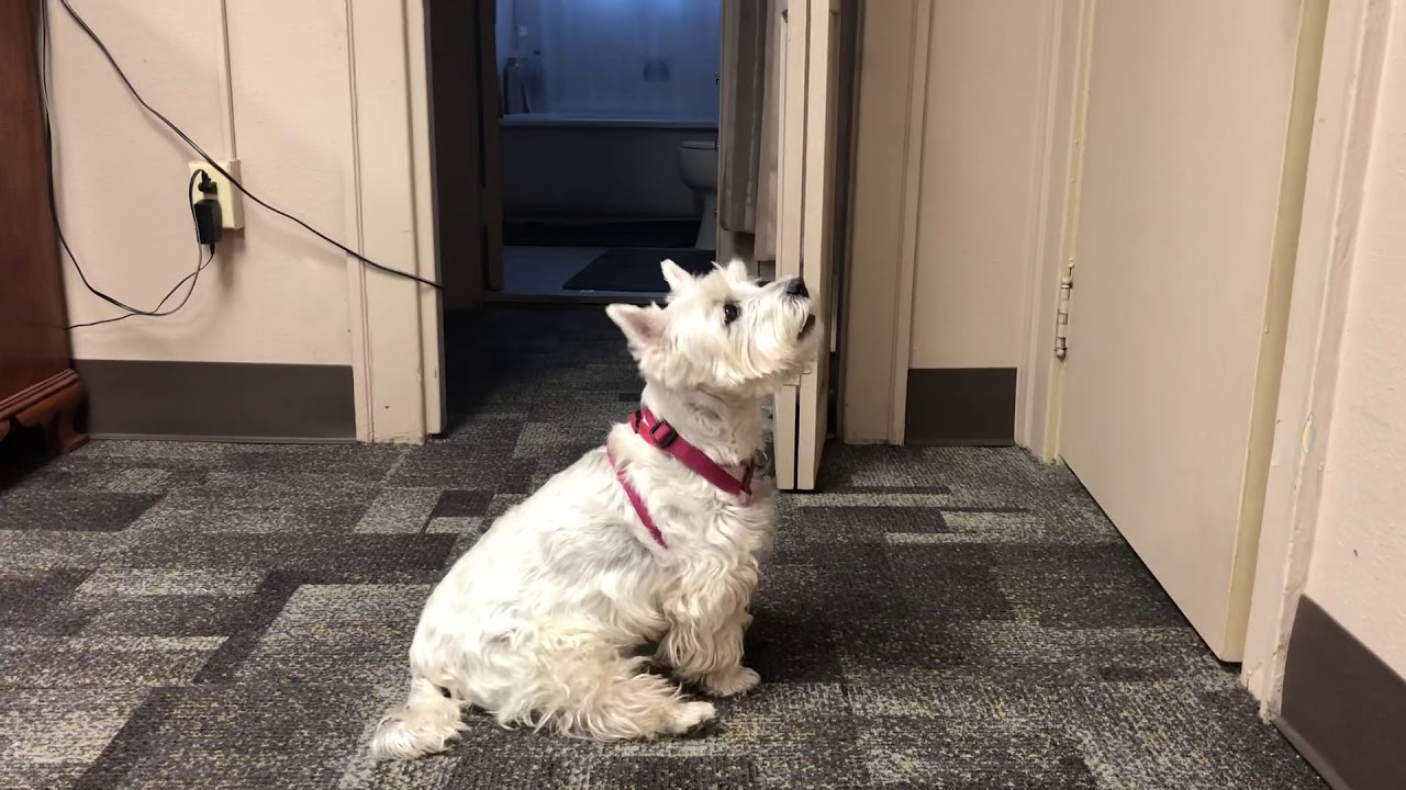 west highland white terrier abbaia molto