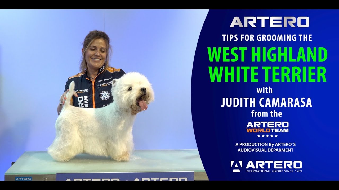 west highland white terrier perde pelo