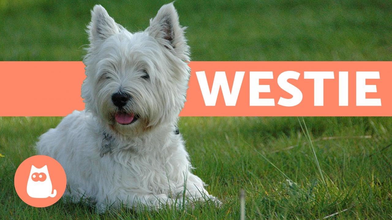 west highland white terrier / westie