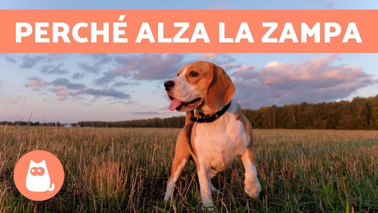 zampe anteriori cane verso l' esterno