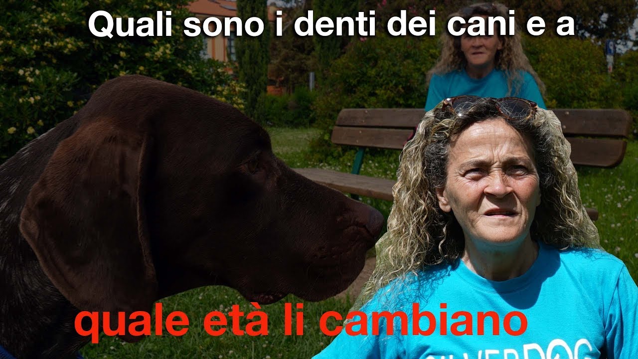 a che età cambiano i denti i cani