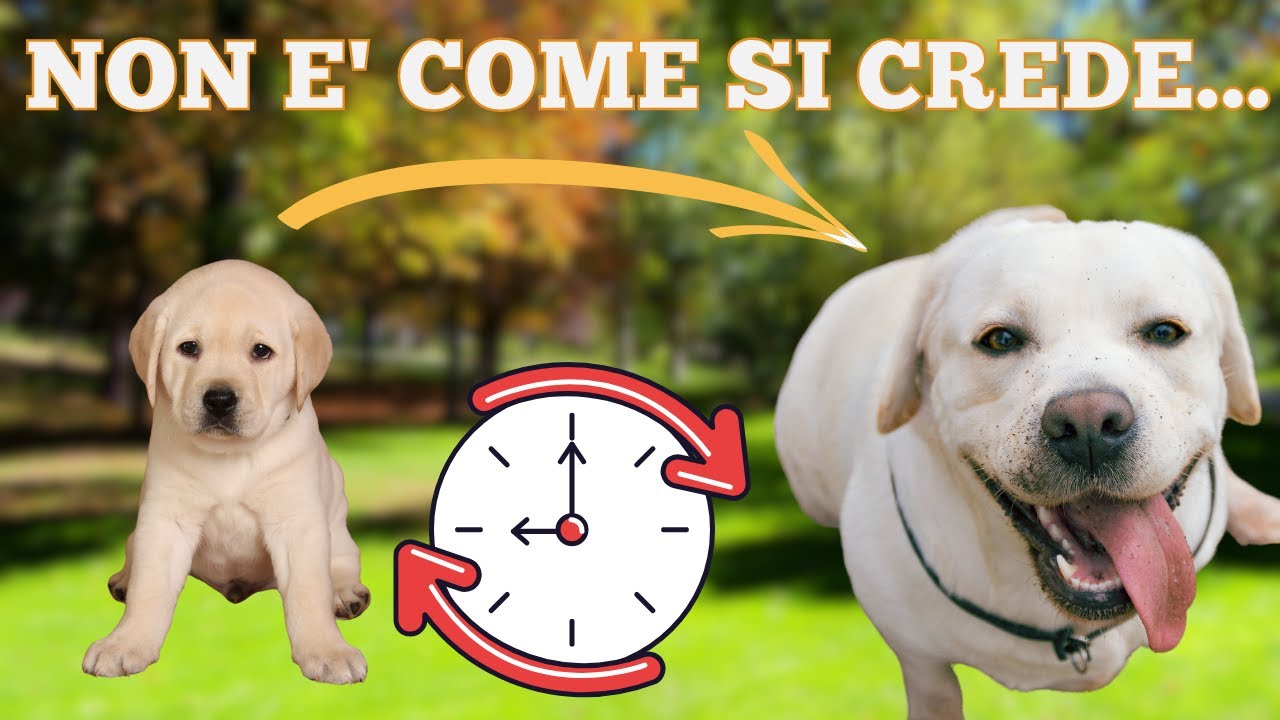 a che età il cane diventa adulto