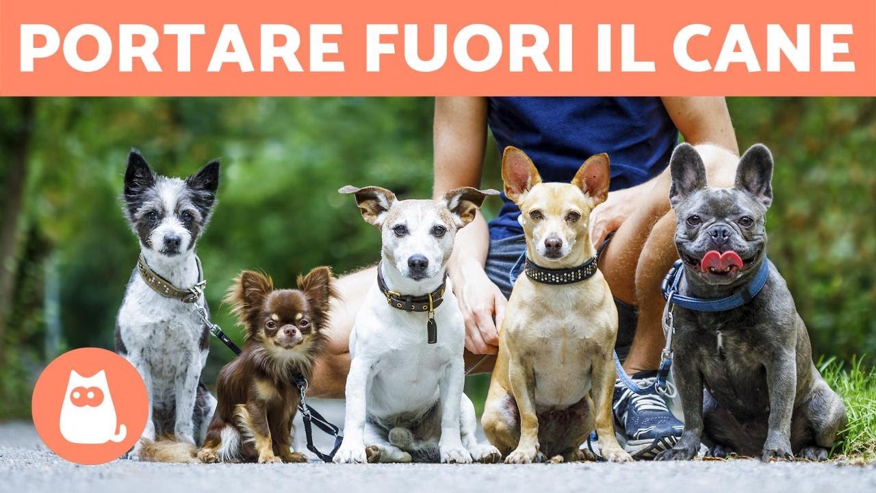 a che ora portare fuori il cane la sera