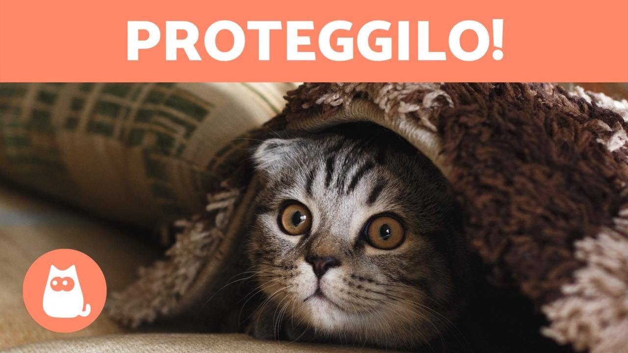 a che temperatura i gatti hanno freddo