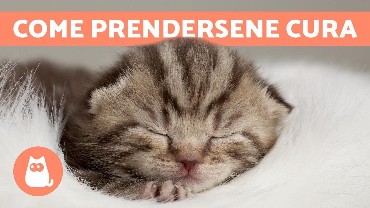 a quanti giorni aprono gli occhi i cani
