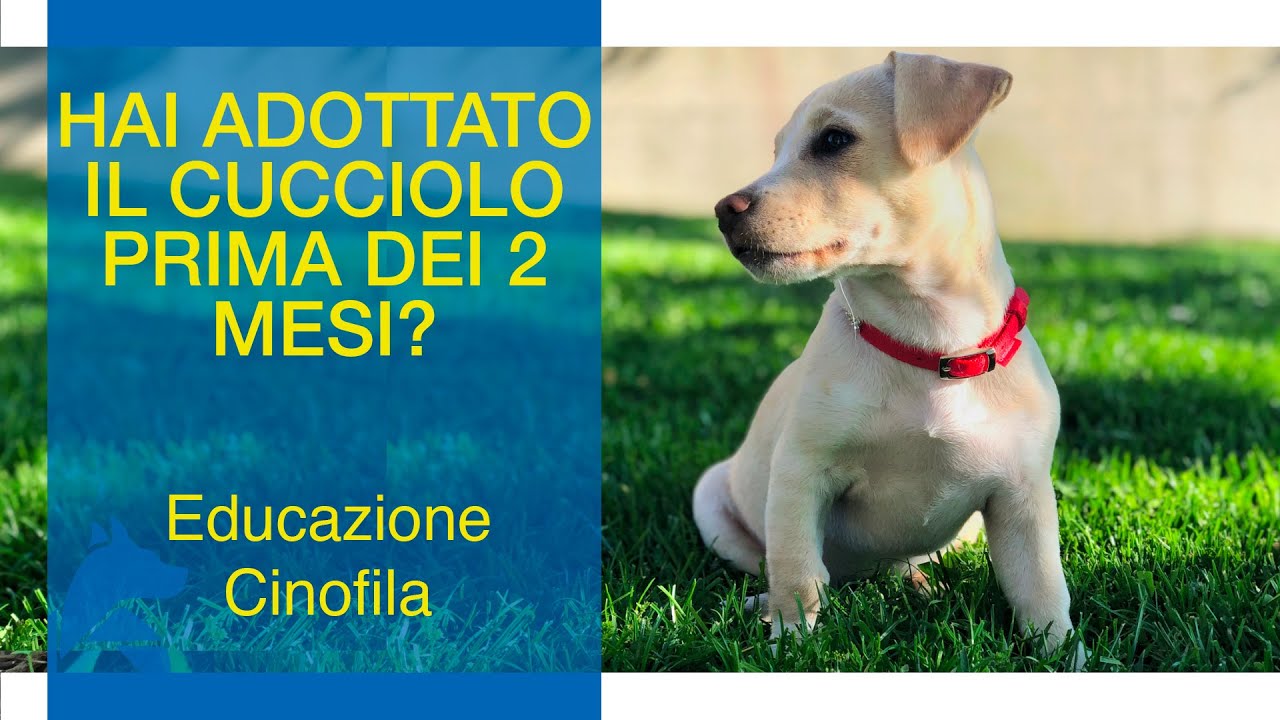 a quanti mesi il cucciolo ha istinti sessuali