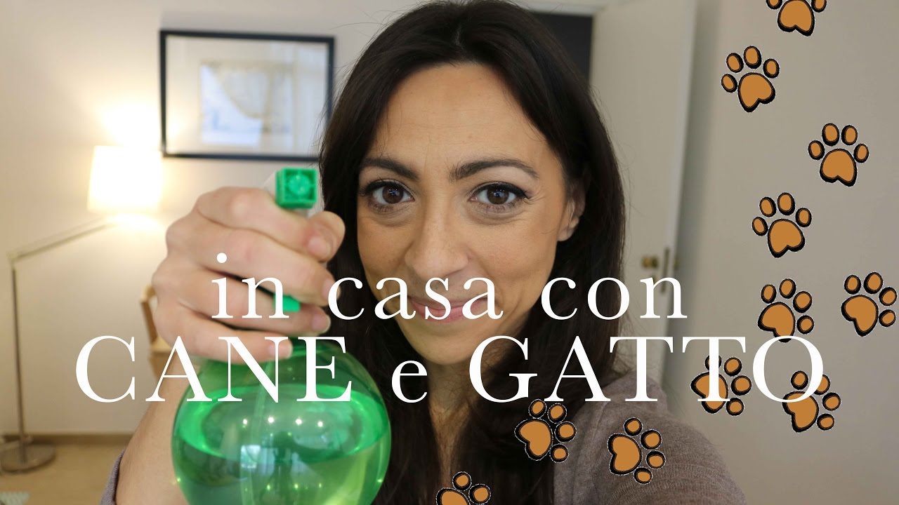 accessori necessari se si ha un cane