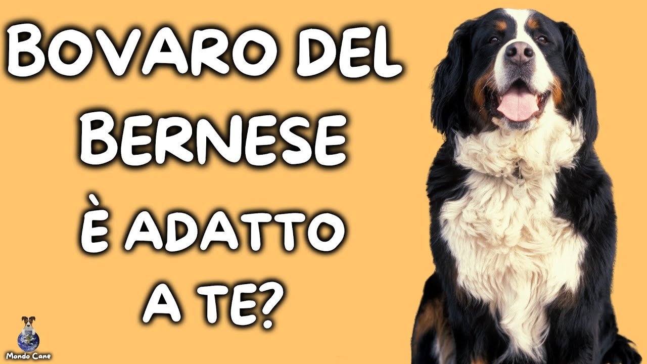 allevamento bovaro del bernese vicino a me