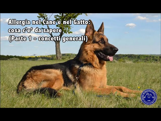analisi del sangue per allergia al cane