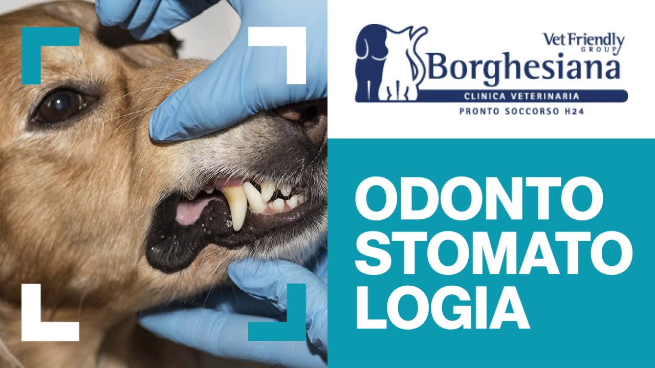 anicura clinica veterinaria letimbro savona recensioni