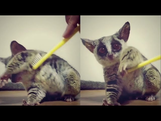 animale simile al topo con coda lunga