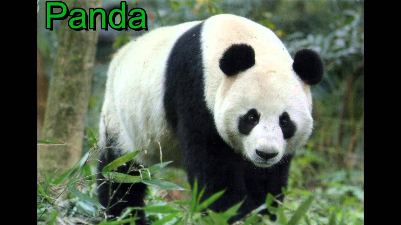 animali che iniziano con la s