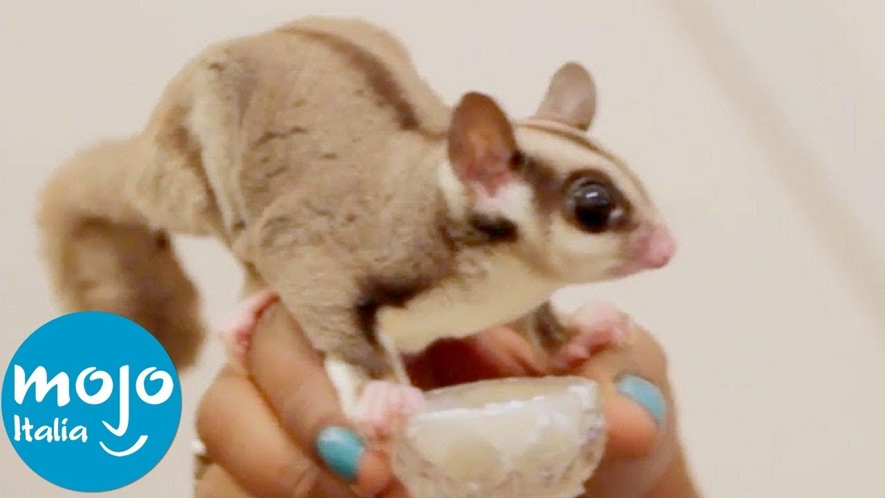 animali domestici piccoli e poco costosi