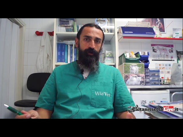 antibiotico per curare otite nel cane