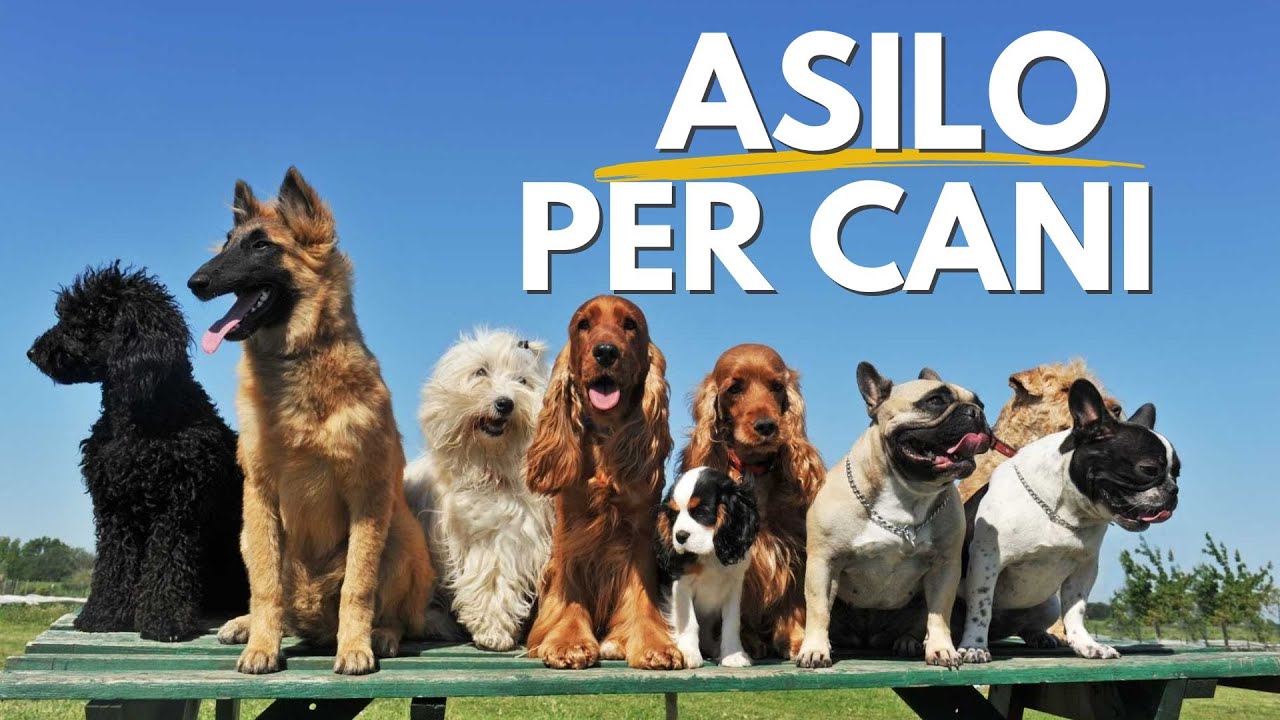 asilo per cani vicino a me