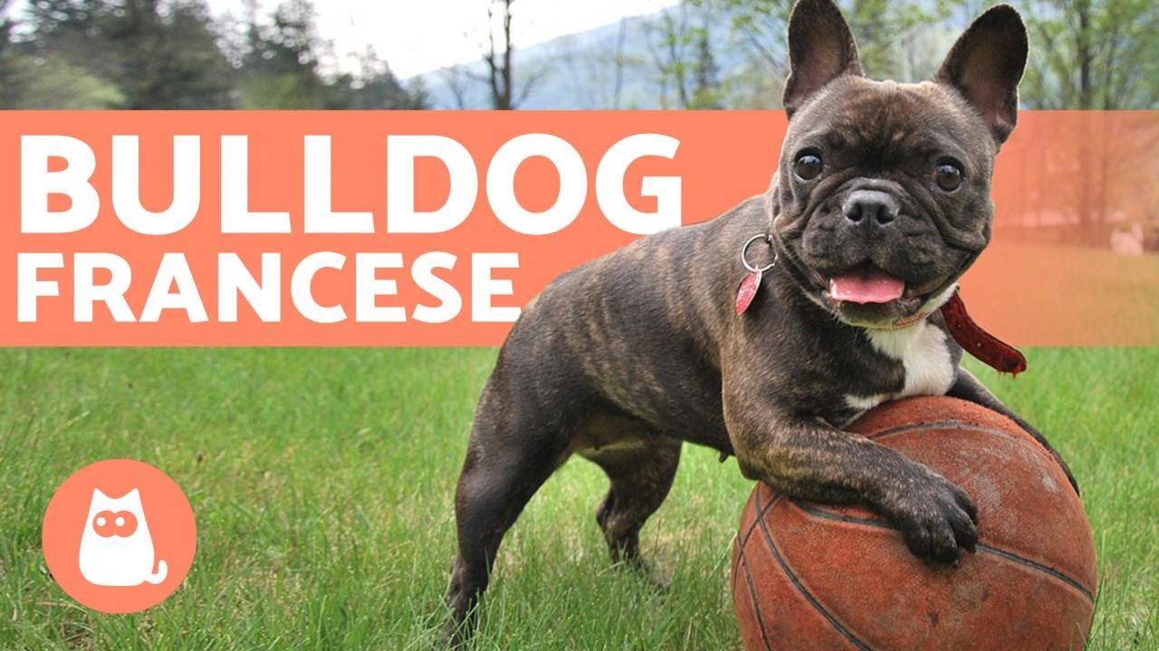 bulldog francese taglia piccola o media