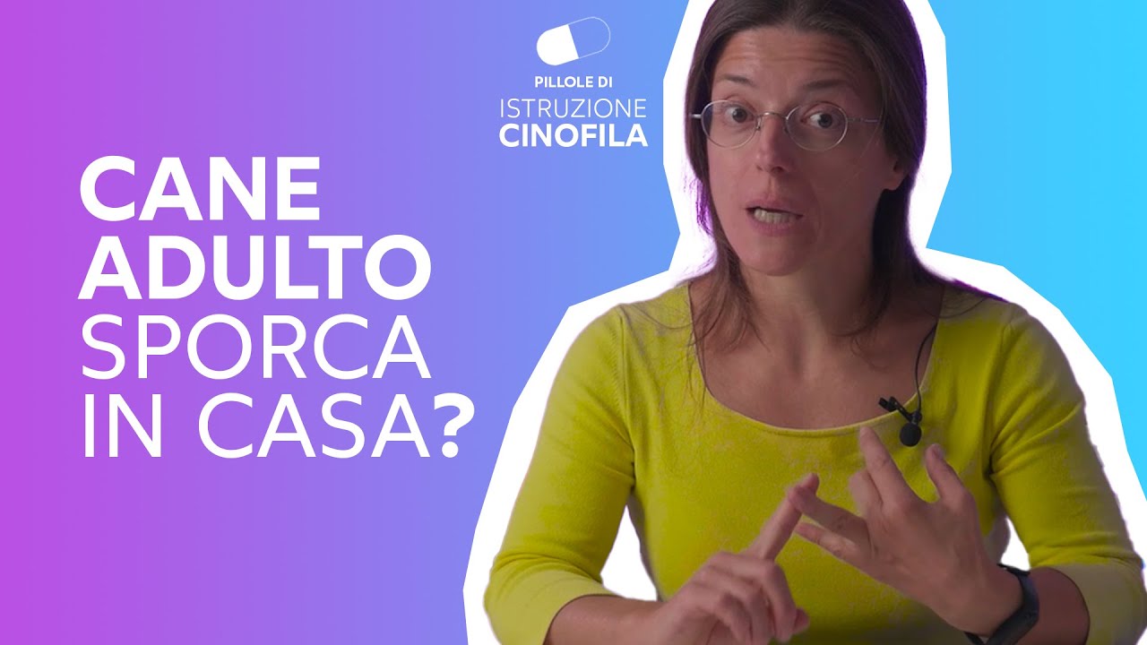 cane adulto fa pipì in casa