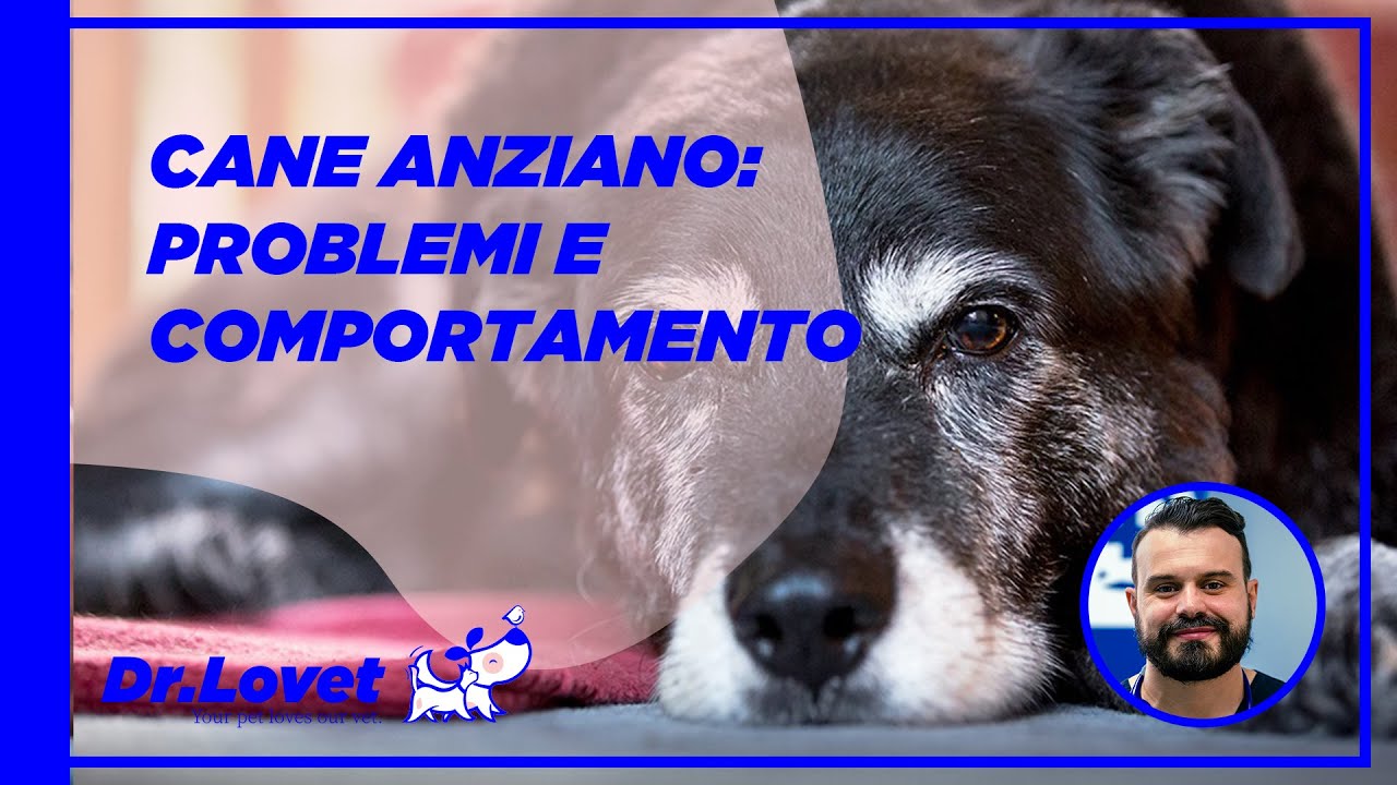 cane anziano trema e non mangia