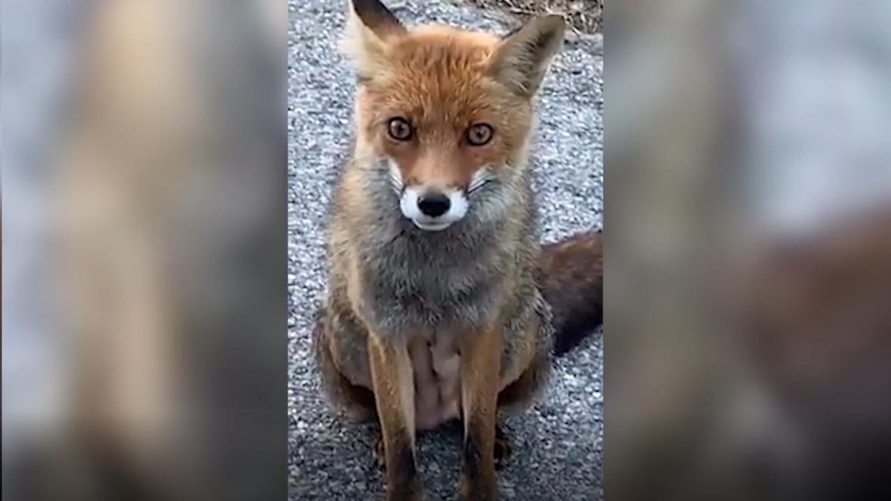 cane che assomiglia a una volpe