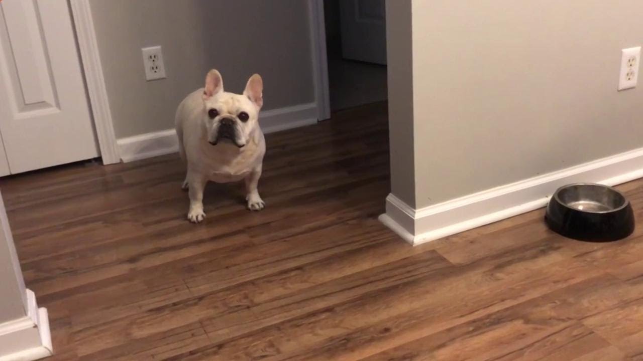 cane che assomiglia al bulldog francese