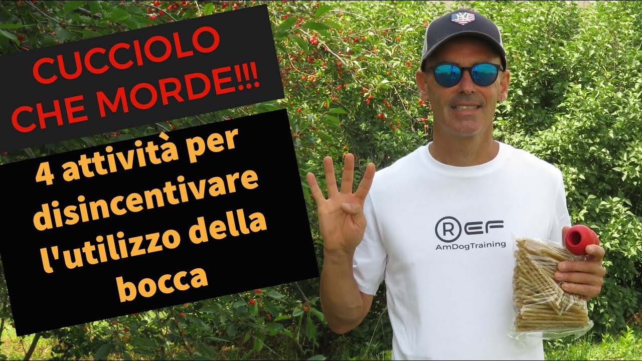 cane che morde il padrone per gioco