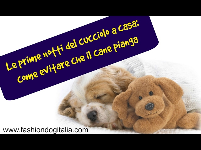 cane che non dorme la notte
