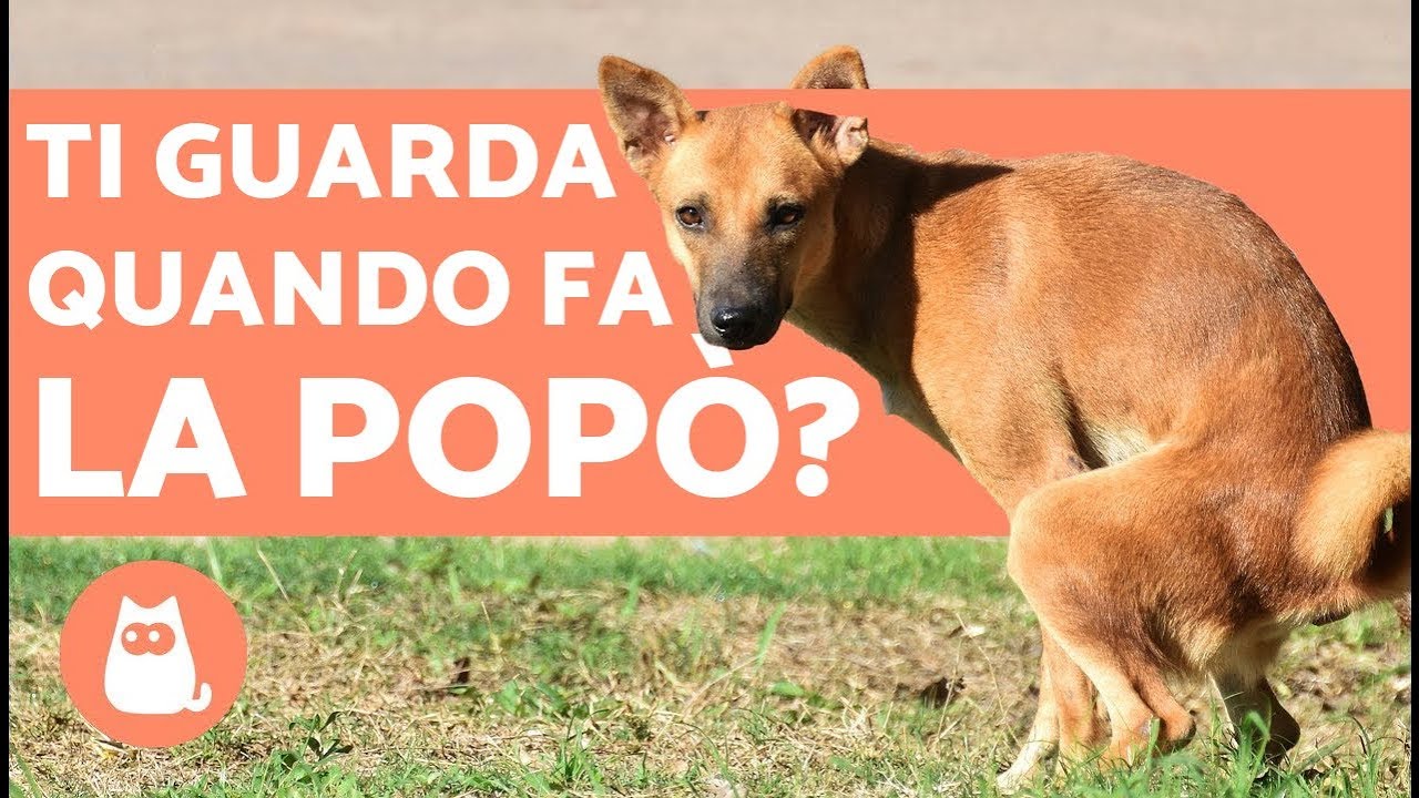 cane che non fa la cacca