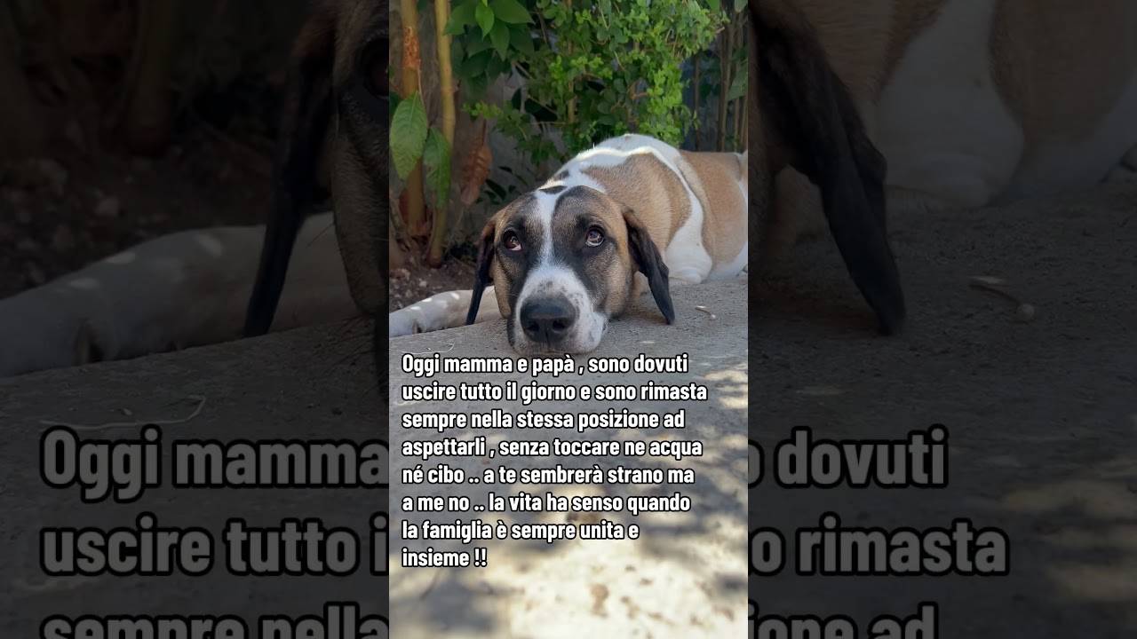 cane che non mangia e non beve