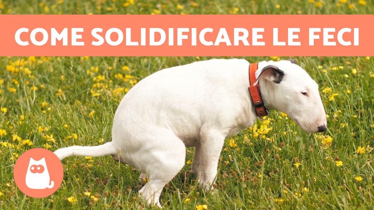cane che non riesce a fare la cacca