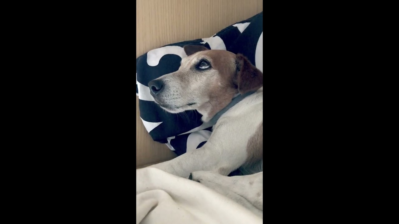cane che non riesce a tenere gli occhi aperti