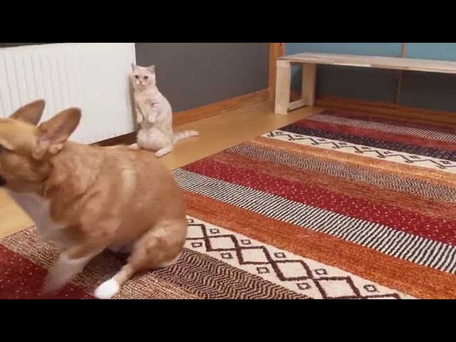 cane che si gratta il sedere