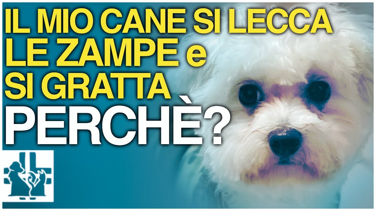 cane che si gratta in continuazione