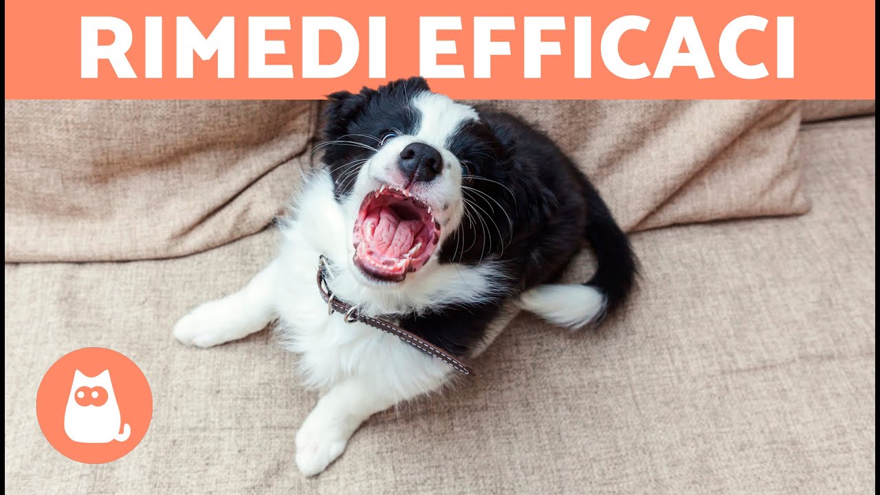 cane che si gratta per stress