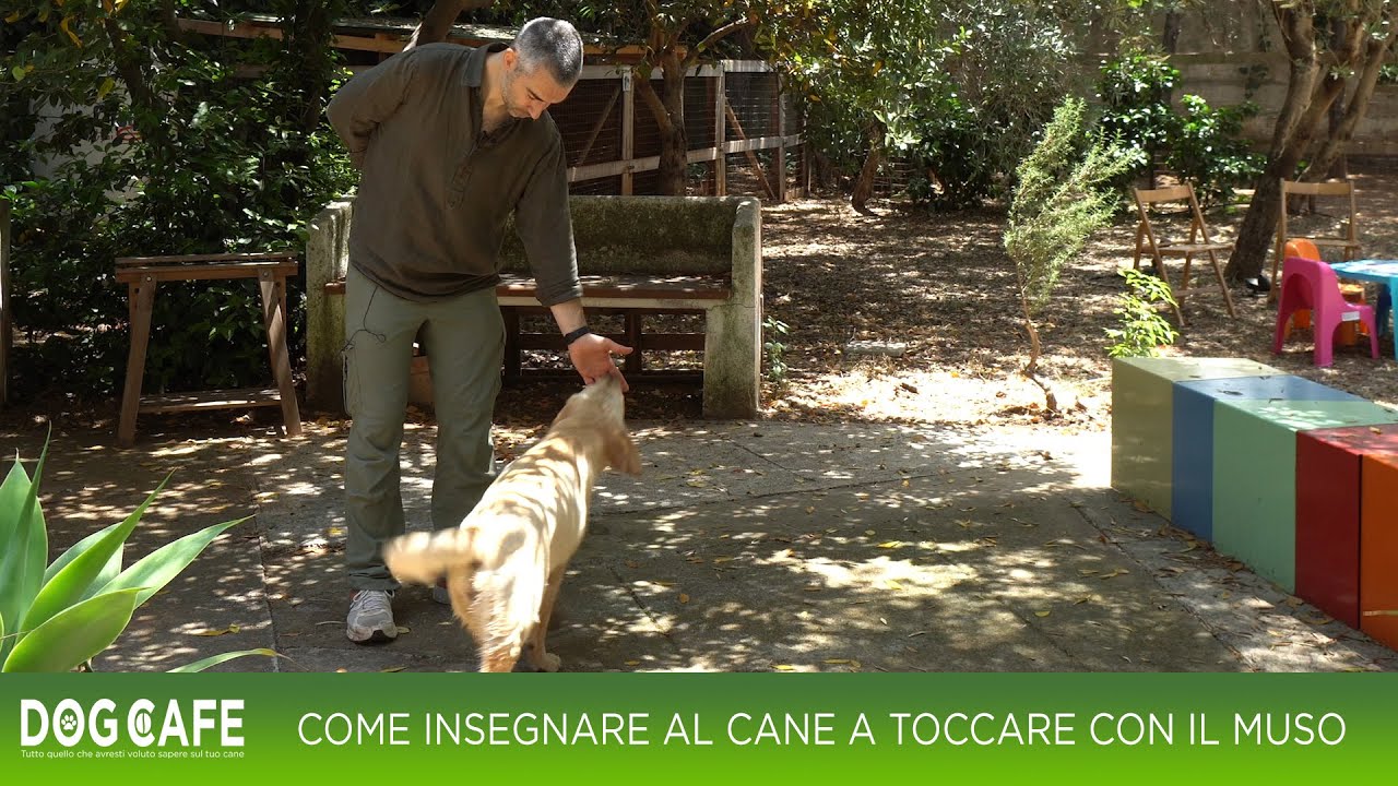 cane che spinge con il muso