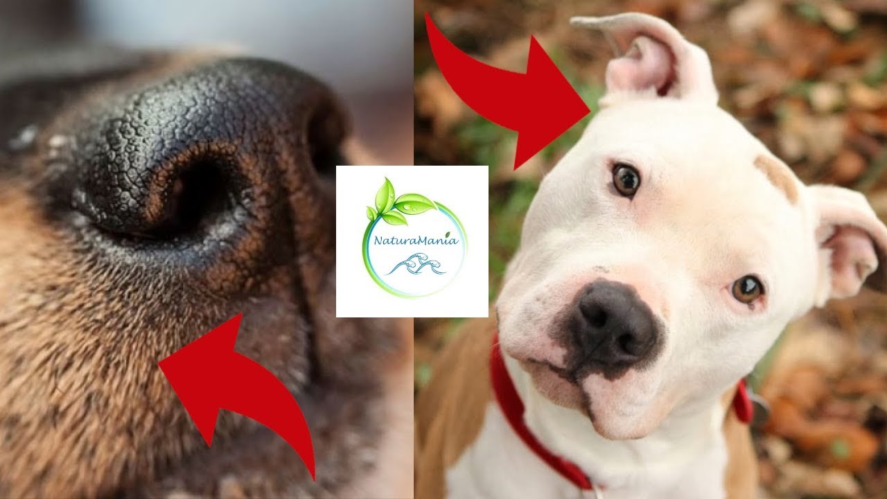 cane coda in mezzo alle gambe dolore