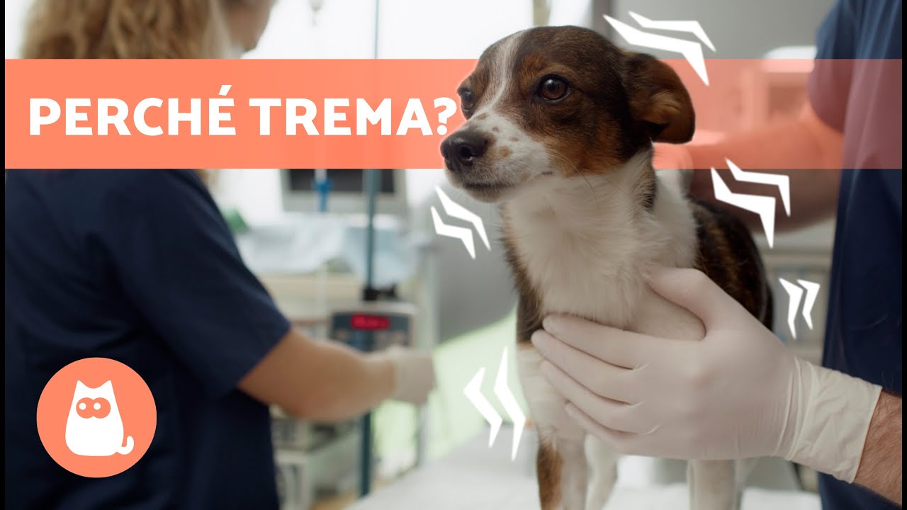 cane con bava alla bocca e tremori