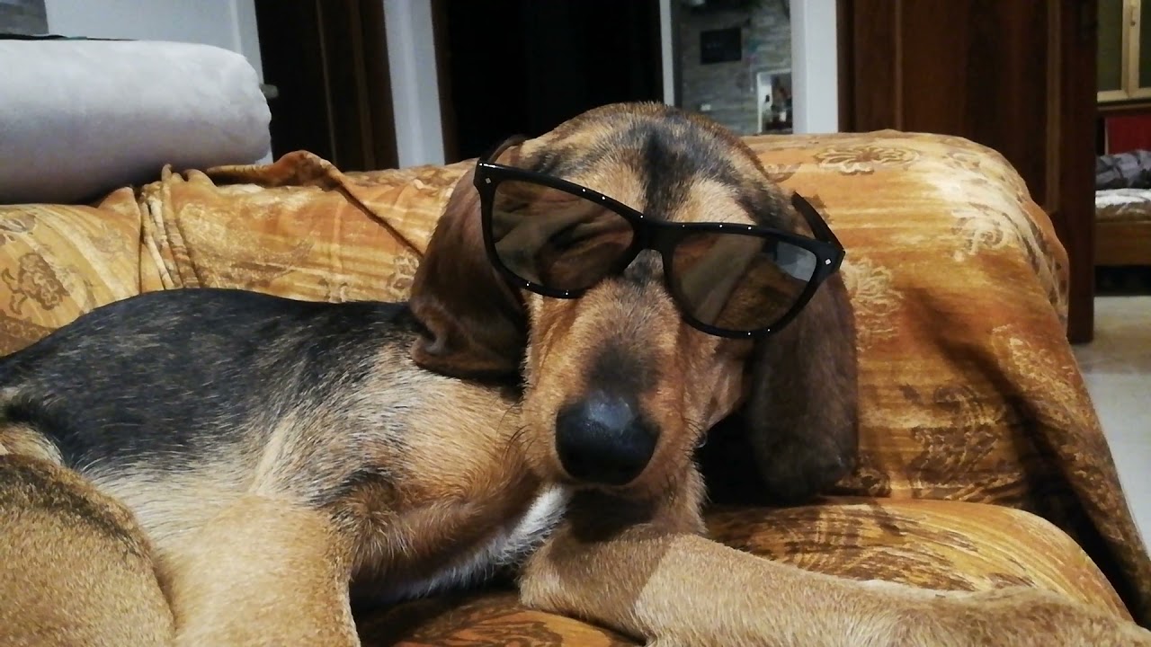 cane con gli occhiali da sole
