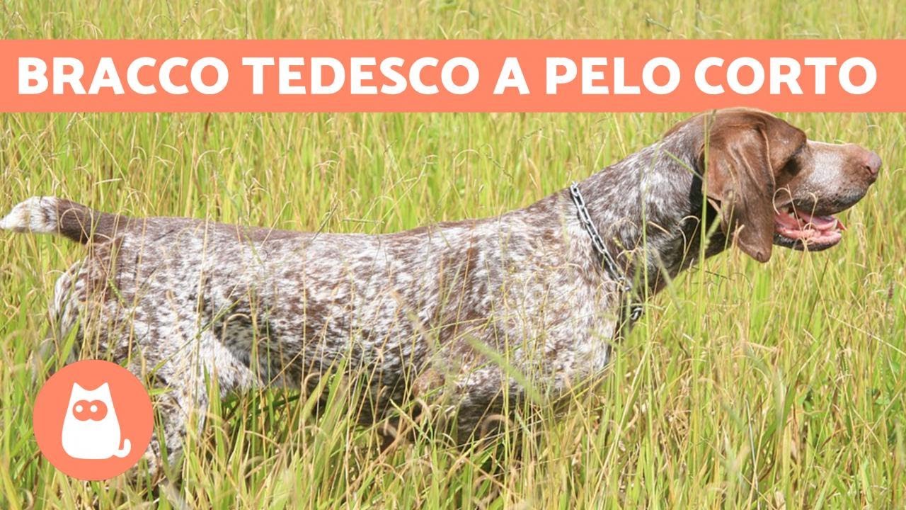 cane da ferma tedesco a pelo lungo