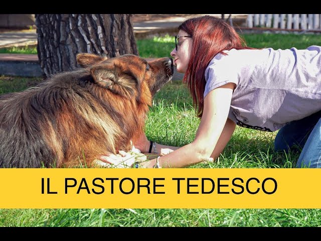cane da pastore a pelo lungo