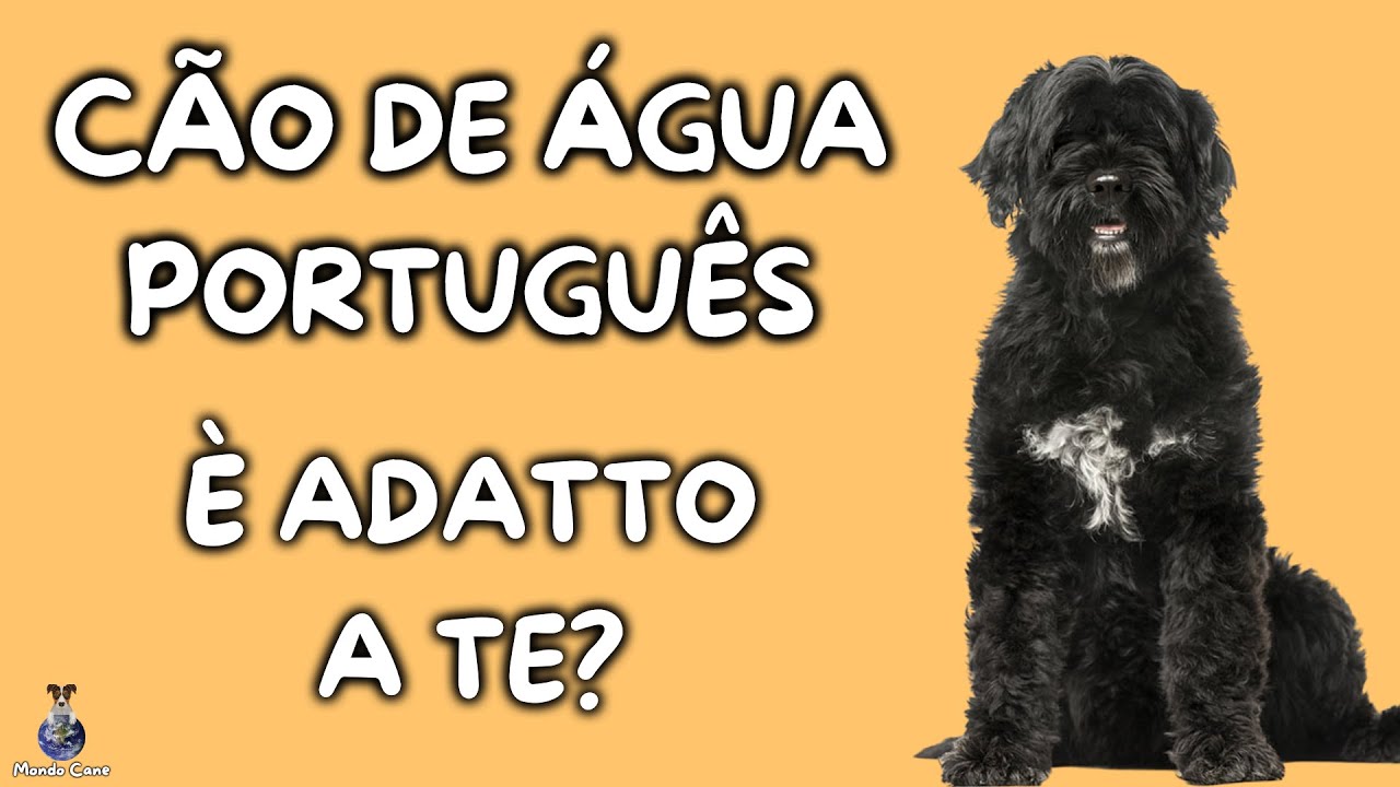 cane d'acqua portoghese vietato in italia