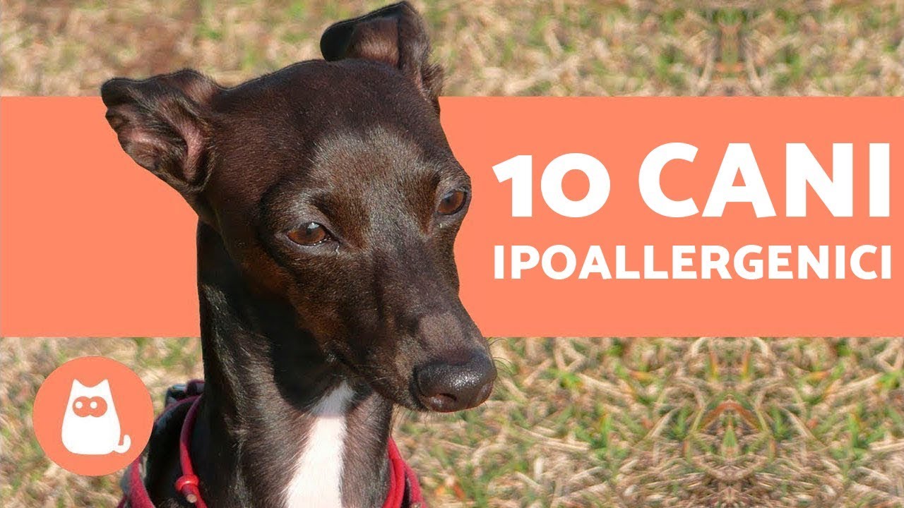 cane di piccola taglia che non perde pelo