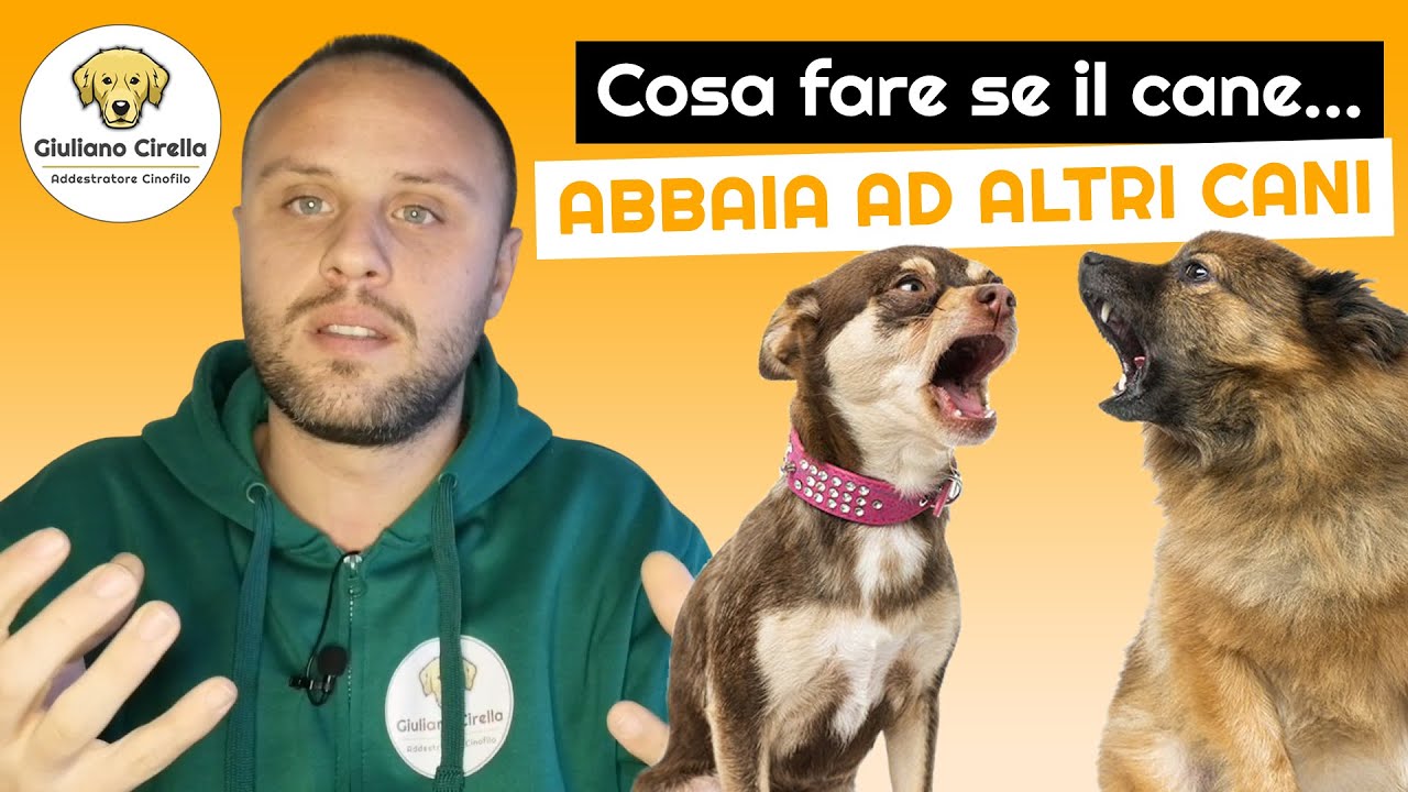 cane improvvisamente aggressivo con altri cani