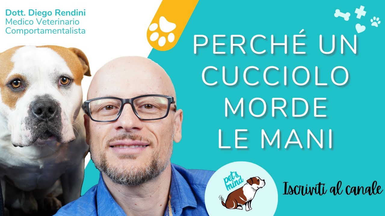 cane morde le mani per giocare