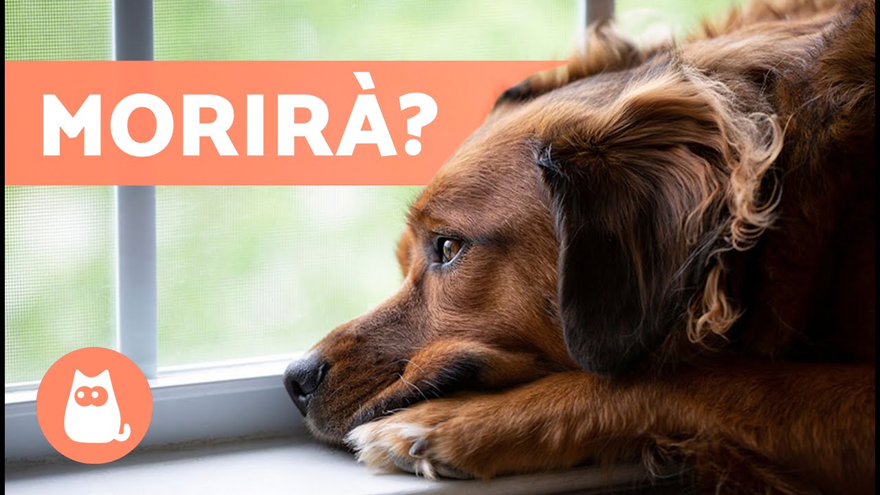 cane non riesce a camminare e trema