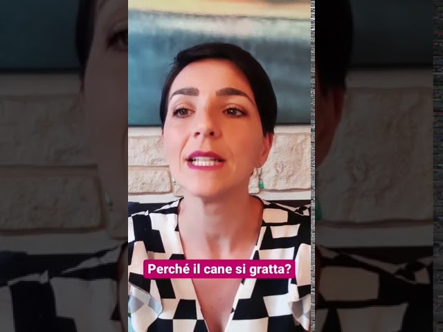 cane occhio chiuso e si gratta