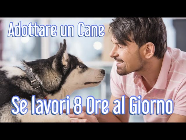 cane per chi lavora 8 ore