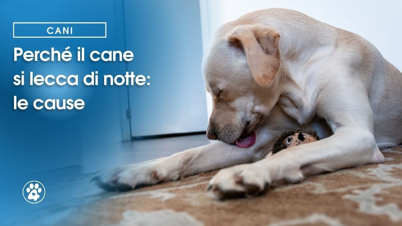 cane si lecca le zampe di notte