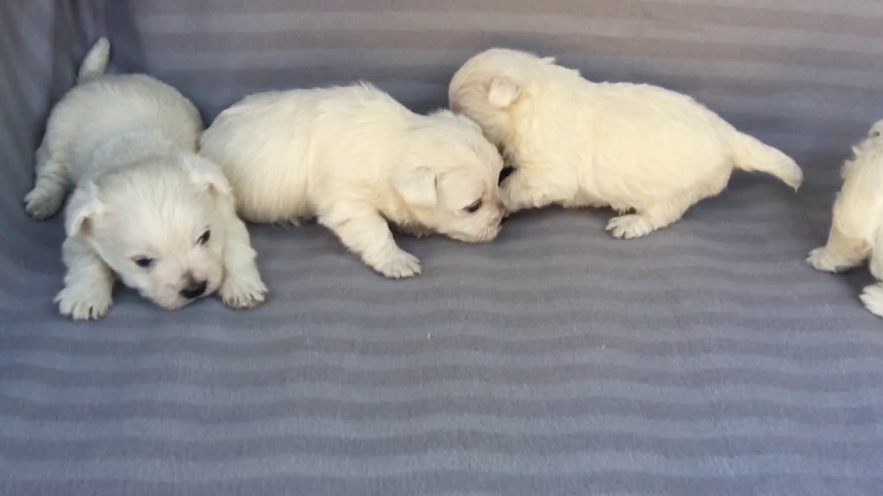 cane west highland white terrier allevamenti