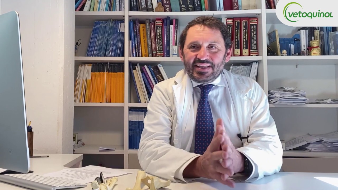 cane zoppica zampa anteriore senza dolore