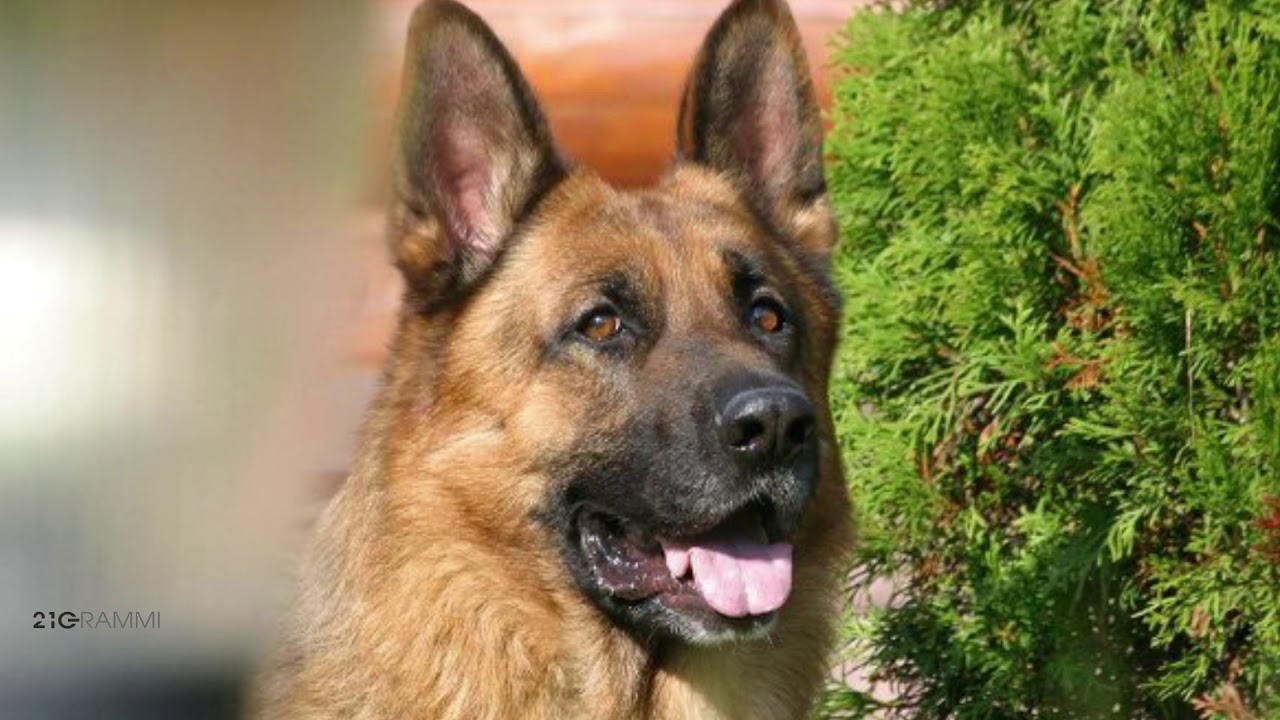 cani che abbaiano di notte chi chiamare